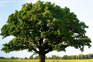 Descubra o que significa sonhar com árvore