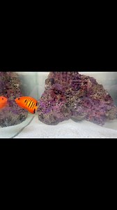 Flame Angel The flame angel is pure fire in fish form. Its blazing orange-red body, etched with inky black bars and electric blue trim, makes it look like it was sculpted from lava. Small but striking, this coral-reef gem darts playfully through rockwork, bringing a burst of colour and personality that instantly brightens the tank. | Maidenhead Aquatics Carr Farm