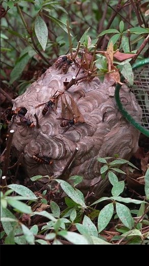 Knocking the Yellow-vented hornet Nest: Watch the Hornets Swarm!
