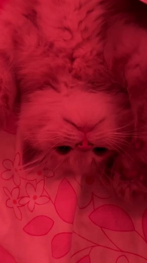 Adorable Cat Compilation - Meow Meow Videos