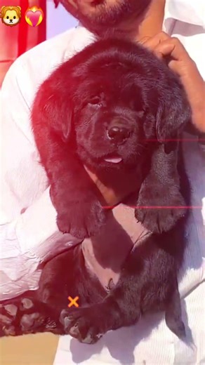 Cute Black Lab Puppies 🐾 Available Now | Friendly & Loyal Breed #viral #puppiesforsale #dogshorts