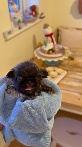 Eddy absolutely fine after his feed. | Biggiwigs Pekingese