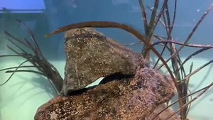 1.8K views · 40 reactions | P.S (postscriptum) Our male Snake Pipefish now has the lovely eggs on its abdomen. HOORAH Mae ein Pibell Môr Hir gwryw nawr efo wyau hyfryd ar ei abdomen. HOORAH | Anglesey Sea Zoo Marine Conservation Centre | Facebook