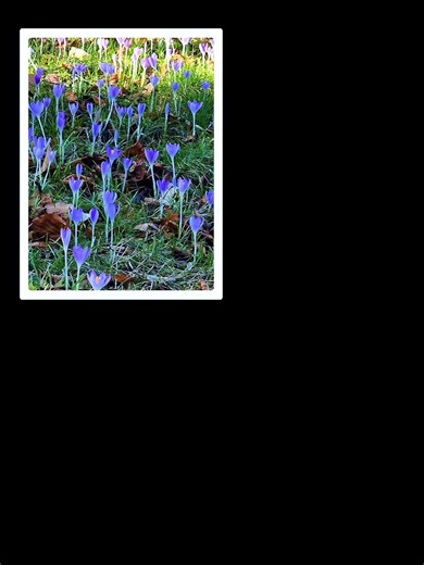 Capture the Essence of Spring in the Forest