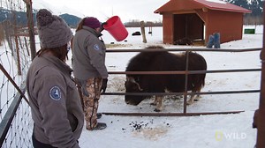 581K views · 3.9K reactions | Trouble arises when the team sedates two musk oxen at the same time. #YukonVet | National Geographic Animals | Facebook