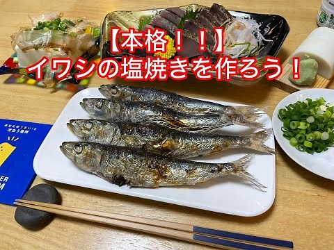 【本格】イワシの塩焼きを作ろう！！