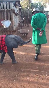 NEW RESCUE: Only days into the New Year and already our orphan family is growing, as our Keepers help this tiny female calf to settle in. She had been found trapped in a deep-sided waterhole by Big Life Foundation rangers in the Kitirua Conservancy, in the Amboseli area. The DSWT/KWS Amboseli Veterinary Unit, headed by Dr. Ephantus Ndambiri, reported the situation to us and the rescue was mobilised. She's believed to be about 3 months old and we collected her by plane on Sunday and brought her s