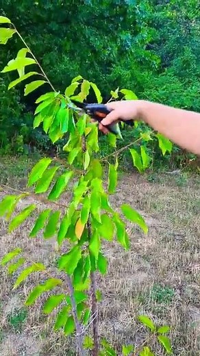 🍒 Pruning Cherry Tree 🌳