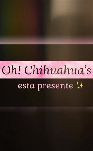 Oh! chihuahua’s on TikTok