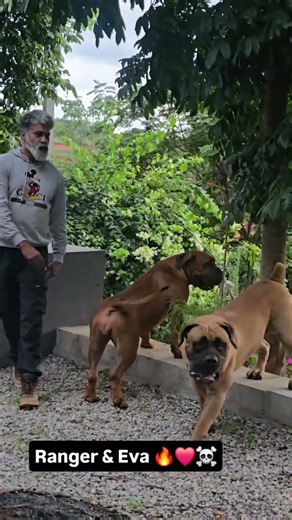 ULTIMATE GUARD DOGS - South African Boerboels - Legendary Strength, Ultimate Guardians 🔥☠️♥️