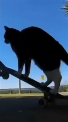 Cat Spinning on a Skateboard Meme/Kaykayın Üstünde Dönen Kedi