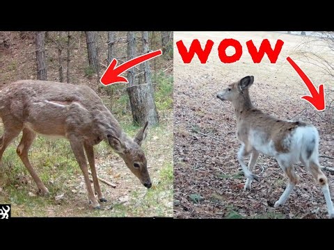 My Trail Camera Caught Something CRAZY