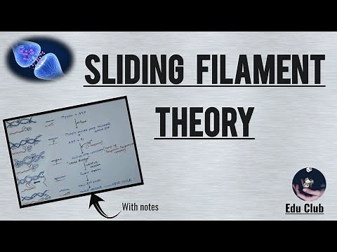 Sliding Filament Theory | Mechanism Of Skeletal Muscle Contraction || Nerve Muscle Physiology