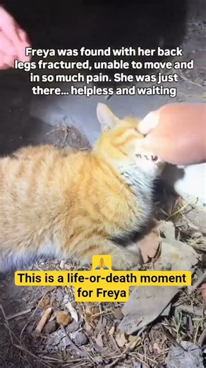 “No help = no chance for Freya 💔” #catshorts #kittenrescue #rescue