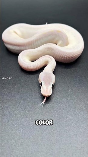So Beautiful That Survival Became a Curse Albino Python!