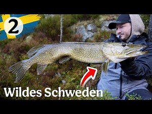 Wir leben fast nur vom Angeln in Schweden. Traumhafte Barsche und Hechte
