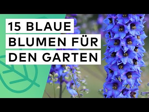 15 blaue Blumen für den Garten 🪻 Standort ✓ Blütezeit ✓ Boden ✓ Wuchshöhe ✓