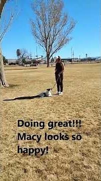Macy the Bordoodle Puppy finds True Love