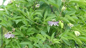 Passiflora incarnata, commonly known as maypop, purple passionflower, true passionflower, wild apricot, and wild passion vine, is fast-growing perennial vine with climbing or trailing stems.