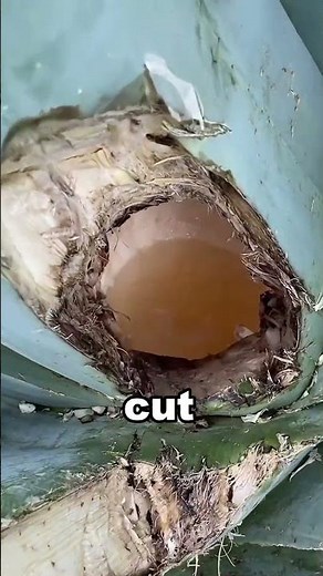 The agave plant, a natural treasure