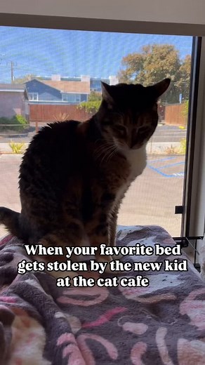 The ears of annoyance!! | The Caffeinated Cat Cafe