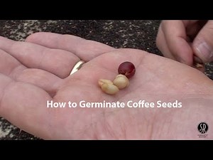 How to Germinate a Coffee Seed