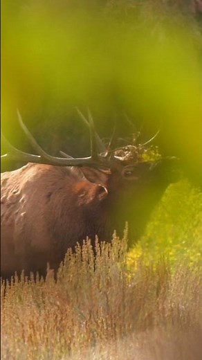 Sounds Of Fall.. 🍂 Big Bull Elk Bugling! #wildlife #nature #shorts #outdoors