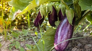 Comment semer l’aubergine et bien la cultiver au potager ? - RTBF Actus
