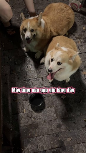 Mây tầng nào gặp mây tầng đấy #corgi #dog #pet #cutedog #xuhuong | corgi