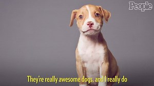 2.4M views · 25K reactions | Pit bulls are actually “some of the...