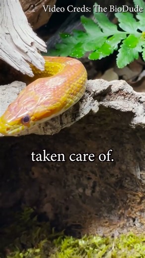 Thoughts on a Bioactive Corn Snake Terrarium?