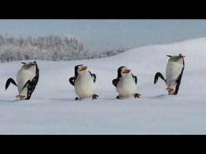 penguins of madagascar dancing for 10 hours