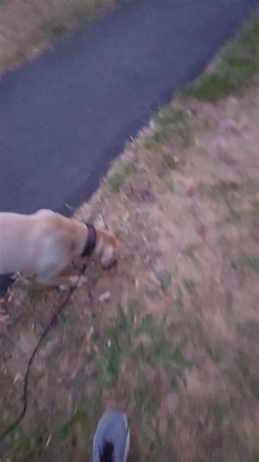  Te Ata Hāpara — Recovery Run Ease into the day like Hine-ruhi, the soft morning glow ✨ No rush. No stress. Just Ngā Hā o te Ata — the breath of dawn, flowing gentle and free. Let the calm guide you — not the clock. Reset. Restore. Rise.  #teatahāpara #ngāhāoteata #runhappy #morningvibes #runnersofnz | Te Ruki Rameka Tihema | Facebook