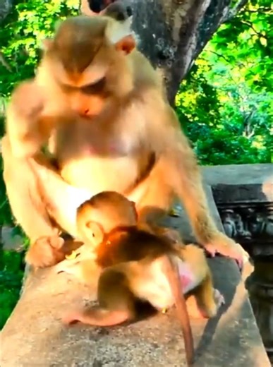 50K views · 1K reactions | Best Story! Rescuing A Baby Monkey _ A Mother’s Endless Love & Hope _ A Fight For Survival & Love | Monkey Video | Facebook