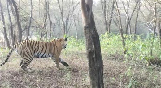Roaring Love: Tigress Riddhi and Her Adorable Cubs' Adventures 🐅🐾 #tiger #wildlife #cubs #ranthambore #safari | Ranthambhore National Park