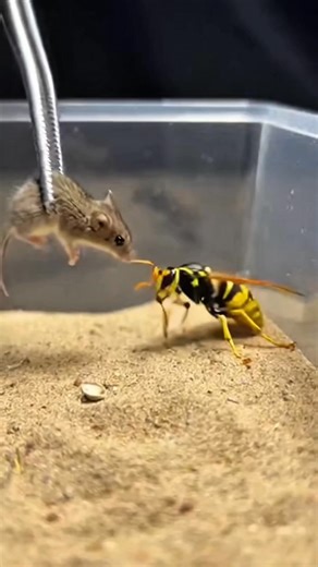 Wasp vs Mouse – Tiny Wild Clash 😱 A sudden encounter as a wasp confronts a mouse. Quick reflexes, sharp instincts, and natural survival captured in seconds. ⚠️ AI generated simulation for educational and study purposes. No real animals were harmed. #WaspMouse #WildlifeThriller #NatureShock #AnimalEncounter #ViralReels | Prime USA