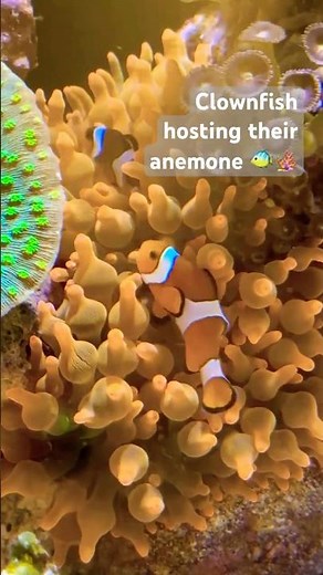 Clownfish Hosting Their Anemone 🐠🪸| Reef Tank Short