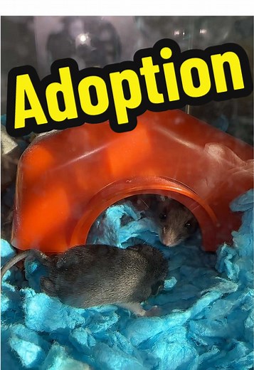 Ruby's Unexpected Journey with an Orphaned Baby Mouse