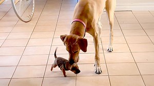 Woman Brings Tiniest Puppy Home To Her Giant Great Dane