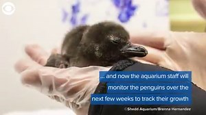 10K views · 131 reactions | BABY PENGUINS: Take a look at these cute little penguin chicks! The babies were born at Shedd Aquarium in Chicago. | WJZ-TV | CBS Baltimore | Facebook