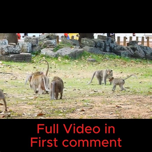 Terrifying Chaos! Monkey Troop Breaks Into Brutal Fight — You Won’t Believe Why! | Cute Babies Monkey