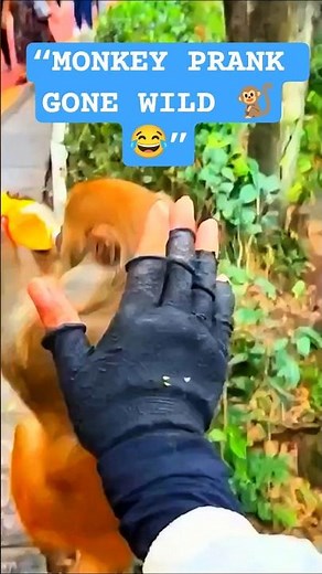 Funny Monkey Prank 🐒😂 | Hilarious Monkey Videos 2025