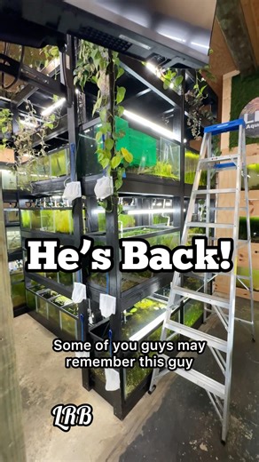 Special Guest Visits the Fish Room! #fishkeepinghobby #aquascapelowtech #fishbreeding #aquariumhobby