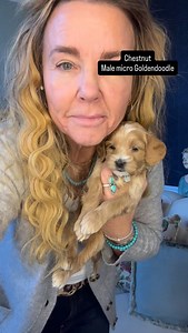 Chestnut is a male micro (10-20 lbs) Goldendoodle that’s 5 weeks old. He can go home January 24. #microgoldendoodle | Highland Goldendoodles