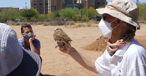 Groups in Arizona working to release protected burrowing owls back into the wild