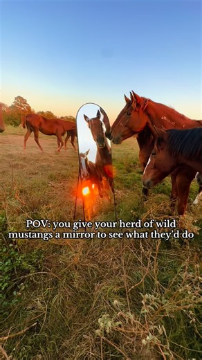 Nirvana Mustang Sanctuary || Wild Horse Rescue on Instagram: "His reaction 🤣 Horses are SO naturally curious! These wild horses that call our sanctuary home have NEVER seen anything like this mirror before and we think their response is SO adorable. What do you think? Stay tuned to see how our other two herds react! 🐴🐴"