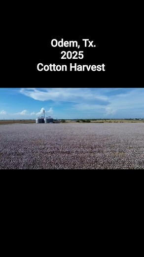 Odem Texas 2025 Cotten Harvest | Benjamin Tucker