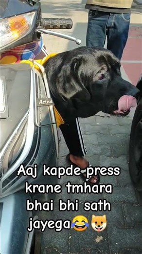 mehanti baccha🐶😂