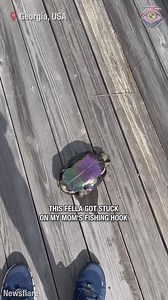 261K views · 633 reactions | That's the fastest I ever saw a turtle move  | HomeChic | Facebook