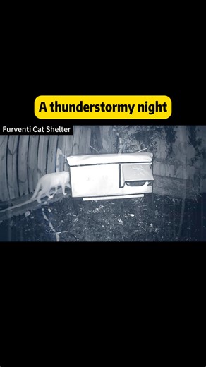 Rain’s falling 🌧️ A little visitor slips in for shelter… and a snack. 😺💛#furventi #cat #straycat #rescuecat #cathouse #catshelter #outdoorcats #heatedcathouse #catsofinstagram #wintercats #feralcats #cathouse | Furventi official